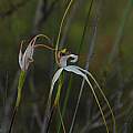Caladenia longicauda, Stirlings, Mary Sue Ittner
