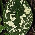 Caladium sp. Colombia, Dylan Hannon
