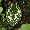 Caladium sp. Colombia, Dylan Hannon