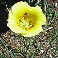 Calochortus luteus 'Golden Orb', Mark McDonough