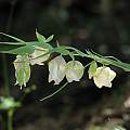 Calochortus albus, Diablo Foothills, Nhu Nguyen