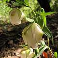 Calochortus albus, Diablo Foothills, Nhu Nguyen Calochortus albus, Diablo Foothills, Nhu Nguyen