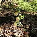 Calochortus albus, Diablo Foothills, Nhu Nguyen Calochortus albus, Diablo Foothills, Nhu Nguyen