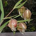 Calochortus albus, Mary Sue Ittner [Shift+click to enlarge, Click to go to wiki entry]