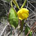 Calochortus amabilis, Napa Co., Nhu Nguyen