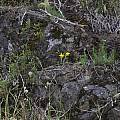 Calochortus amabilis habitat, Bob Rutemoeller [Shift+click to enlarge, Click to go to wiki entry]