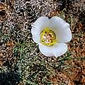 Calochortus ambiguus, clyde joelle, CC BY-NC [Shift+click to enlarge, Click to go to wiki entry]