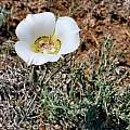 Calochortus ambiguus, clyde joelle, CC BY-NC