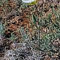 Calochortus ambiguus, clyde joelle, CC BY-NC