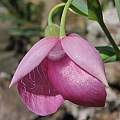 Calochortus amoenus, Nhu Nguyen