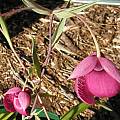 Calochortus amoenus, Mary Sue Ittner