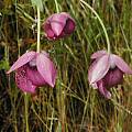 Calochortus amoenus, Kern County, Mary Sue Ittner [Shift+click to enlarge, Click to go to wiki entry]