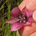 Calochortus amoenus, Kern County, Mary Sue Ittner