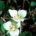 Calochortus apiculatus, Mary Gerritsen [Shift+click to enlarge, Click to go to wiki entry]