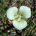 Calochortus apiculatus, Mary Gerritsen [Shift+click to enlarge, Click to go to wiki entry]