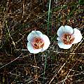 Calochortus argillosus, Mary Gerritsen