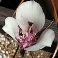 Calochortus argillosus, southern form, Mary Sue Ittner