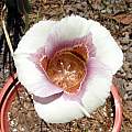 Calochortus argillosus, Mary Sue Ittner