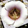 Calochortus argillosus, Mary Sue Ittner