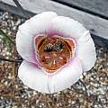 Calochortus argillosus, Mary Sue Ittner