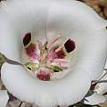 Calochortus argillosus, southern form, Alan Horstmann