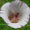Calochortus argillosus, southern form, Alan Horstmann