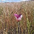 Calochortus argillosus, Kipp McMichael