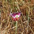 Calochortus argillosus, Mary Gerritsen