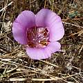 Calochortus argillosus, central form, Mary Sue Ittner
