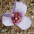 Calochortus argillosus, central form, Mary Sue Ittner