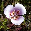 Calochortus argillosus, central form, Mary Sue Ittner