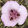 Calochortus argillosus, catchang, CC BY-NC