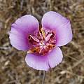 Calochortus argillosus, central form, Mary Sue Ittner