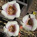 Calochortus argillosus, Mary Sue Ittner [Shift+click to enlarge, Click to go to wiki entry]