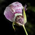Calochortus argillosus, southern form, Mary Sue Ittner