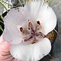 Calochortus argillosus, southern form, Susan Hayek