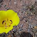Calochortus aureus, Kipp McMichael