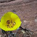 Calochortus aureus, Kipp McMichael