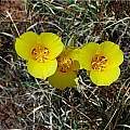 Calochortus aureus, Mary Gerritsen [Shift+click to enlarge, Click to go to wiki entry]