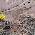 Calochortus aureus, Kipp McMichael