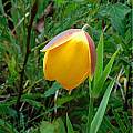 Calochortus balsensis, Mary Gerritsen