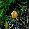 Calochortus balsensis, Mary Gerritsen