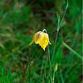 Calochortus barbatus, Mary Gerritsen