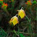 Calochortus barbatus, Mary Gerritsen