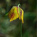 Calochortus barbatus, Mary Gerritsen [Shift+click to enlarge, Click to go to wiki entry]