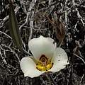 Calochortus bruneaunis, Jim Morefield, iNaturalist, CC BY-NC