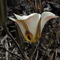 Calochortus bruneaunis, Jim Morefield, iNaturalist, CC BY-NC