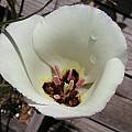 Calochortus catalinae, Bob Rutemoeller [Shift+click to enlarge, Click to go to wiki entry]