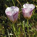 Calochortus catalinae, bud, Mary Sue Ittner [Shift+click to enlarge, Click to go to wiki entry]