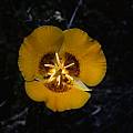 Calochortus concolor, Ron Parsons [Shift+click to enlarge, Click to go to wiki entry]